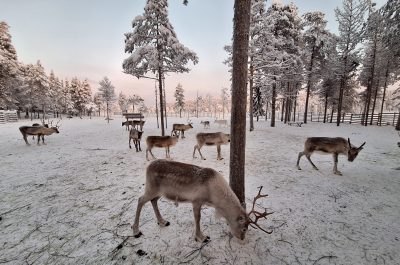 rennes en Laponie Finlandaise